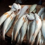 POISSONS
