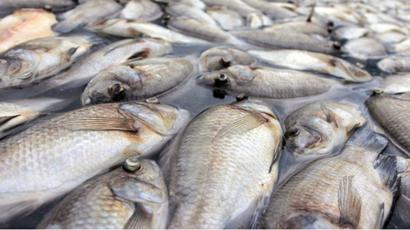 _107982181_poissonsmorts