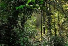 Lola: la grande forêt de Dierret envahie par des étrangers avec la complicité des autochtones
