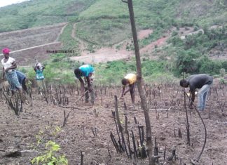Fria: l’agriculture bat le record !