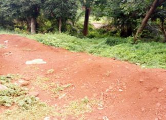 Conakry: des cadavres déterrés par des chiens errants dans un cimetière