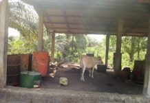 Boffa: 17 bœufs tués par la fièvre aphteuse