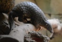 Coronavirus: l’animal responsable identifié