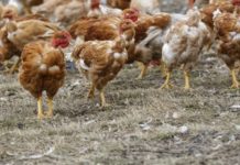 Ministère élevage : 55 000 têtes de volailles ravagées par la grippe aviaire à Coyah et Forécariah